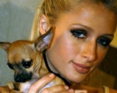 Золотой мусор Пэрис Хилтон