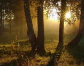 Перед рассветом