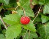 Время земляники