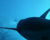 Warner Bros. снимет второе "Глубокое синее море"