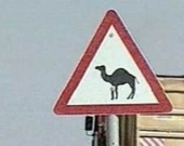 Тюрбан спас индийского актера от верблюда