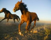 На фестивале Sundance покажут фильм о гибели зоофила