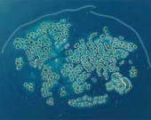 Питт и Джоли купили кусочек "Мира"