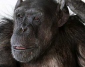 Мемуары шимпанзе Тарзана