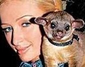 Пэрис Хилтон стала жертвой домашнего насилия