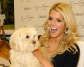 Звездные собаки