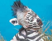 Собчак нарядили лошадью