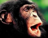 Шимпанзе из фильмов о Тарзане исполнилось 74 года...