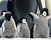 Похотливые пингвины