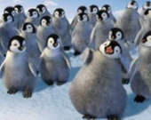 Награждение пингвинов