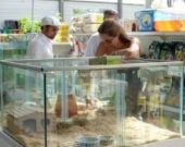 Джолипитты во Франции