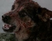 У "Кладбища домашних животных" будет римейк