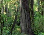 Уве Болл превратит Канаду в тропики