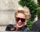 Шэрон Стоун обожает такс