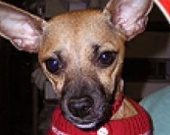 Кэтрин Хейгл спасла 25 чихуахуа