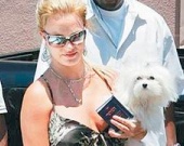 Собачья жизнь Бритни Спирс