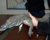 Фильм о крокодиле Годзи