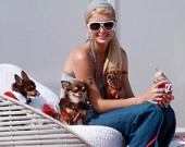 Собачьи проблемы Пэрис