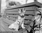 Восемьдесят лет назад не верили, что кино заговорит