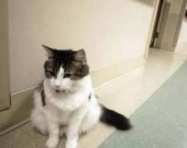 О предсказывающем смерть коте снимут фильм