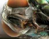 Триллер "Муха" - теперь опера