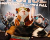 Морские свинки написали собственную главу в книге рекордов Гиннеса