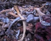 "Хищников" покажут раньше мировой премьеры